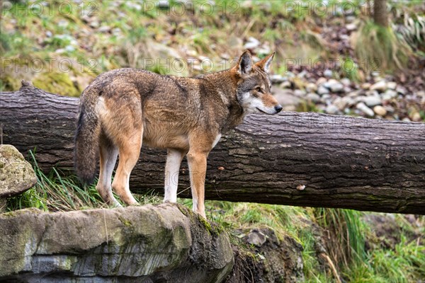 red wolf, canis rufus, wolf, animal, USA