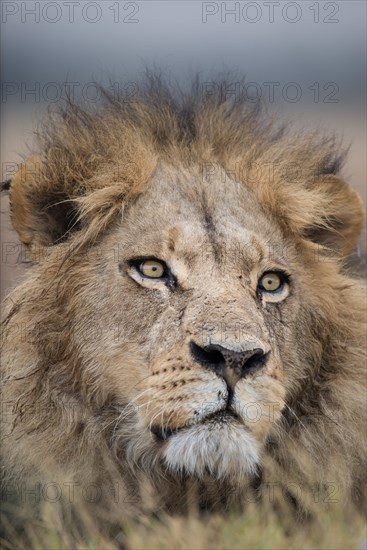 Portrait of a beautiful male lion (panthera leo) in stunning light in Moremi National Park (Khwai), Botswana