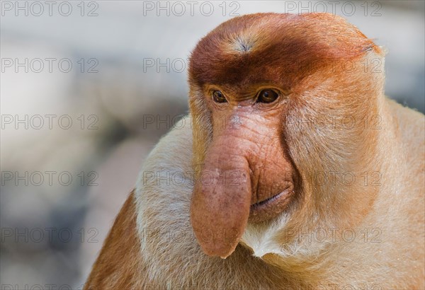 proboscis monkey (Nasalis larvatus), adult male, Malaysia, Borneo, Sabah, Labuk Bay