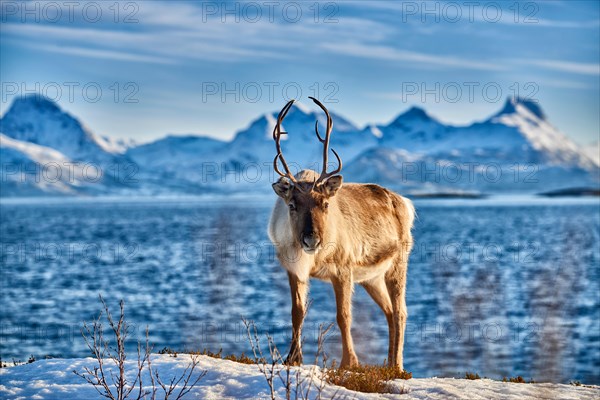 Reindeer, Rangifer tarandus, at sea with mountain landscape on the island Senja, Troms, Norway, Europe