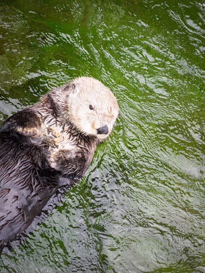 A female sea otter (Enhydra lutris) at the Vancouver Aquarium in Vancouver, British Columbia, Canada.