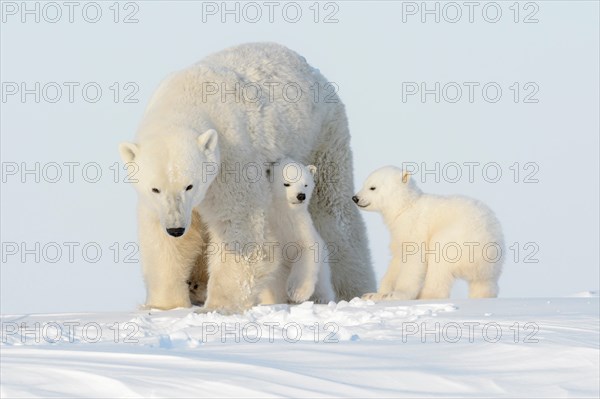 Polar bear mother (Ursus maritimus) walking on tundra with two cubs, Wapusk National Park, Manitoba, Canada