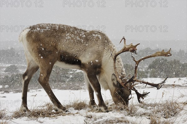 Pensioner, Rangifer tarandus, snow,