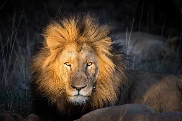 Beautiful Beast. Lion looks straight at the camera.