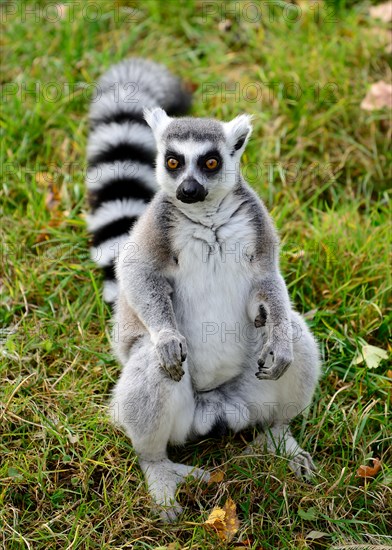 One ring tailed lemur (Lemur catta) in the grass