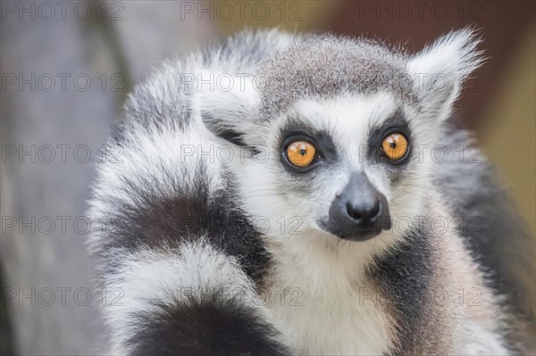 Lemur catta, Ring-tailed lemur