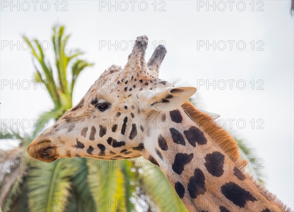 Giraffa camelopardalis, Giraffe