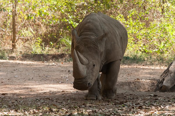 Two-horned rhinoceros (Dicerorhinus sumatrensis)