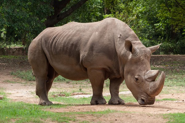 Two-horned rhinoceros (Dicerorhinus sumatrensis)