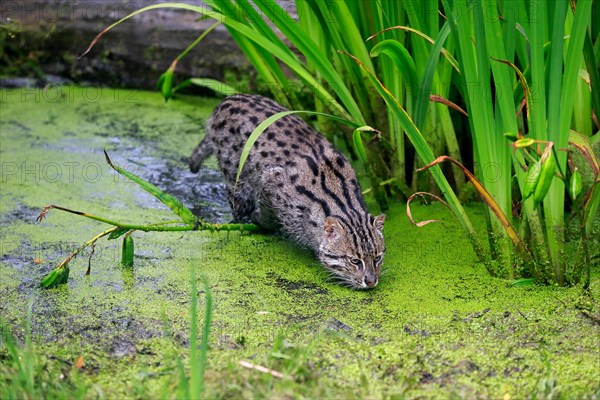 Fishing Cat, (Prionailurus viverrinus), adult hunting at water, Asia