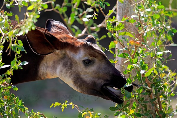 Okapi, (Okapia johnstoni), Africa, adult feeding portrait