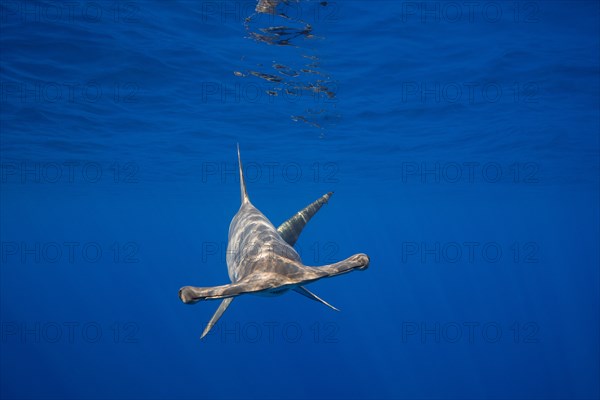 female scalloped hammerhead shark, Sphyrna lewini, off Keauhou, South Kona, Big Island, Hawaii, USA ( Central Pacific Ocean )