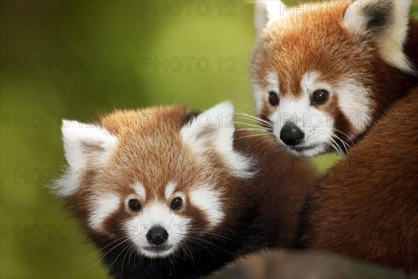 Small panda, Ailurus fulgens, also red panda, adult animals, portrait,