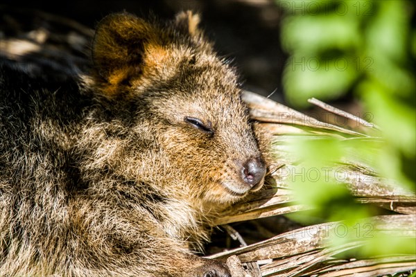 Quokka (Setonix brachyurus) resting on Rottnest Island, Western Australia