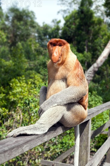 The proboscis monkey (Nasalis larvatus) or long-nosed monkey, known as the bekantan in Indonesia, is a reddish-brown arboreal Old World monkey with an