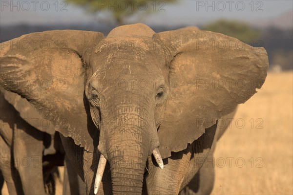 Serengeti National Park. African Elephant (Loxodonta africana). Tanzania.