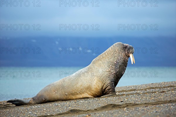 Male walrus (Odobenus rosmarus) hauling out on beach, Svalbard / Spitsbergen, Norway