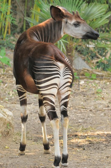 Okapi
Okapia johnstoni
Endangered species
Captive