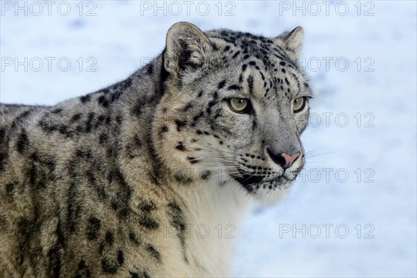 Captive snow leopard (Panthera uncia) at Highland Wildlife Park, Kincraig, Kingussie, Scotland, UK