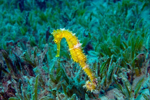 Thorny seahorse, Jayakar's seahorse (Hippocampus jayakari) between seagrass, threatened species, Hurghada, Egypt, Red sea, Africa