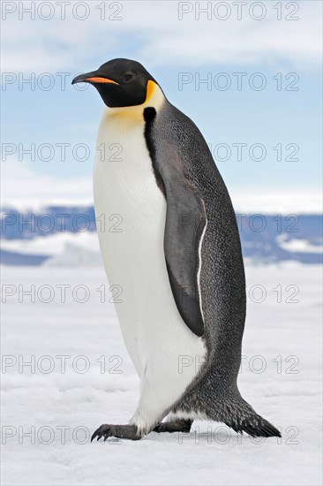 keizerspinguïn; Emperor Penguin