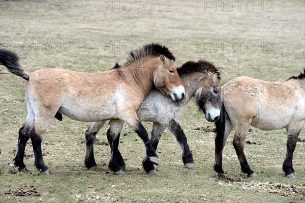 Asian Przewalski's horse, Equus ferus przewalskii