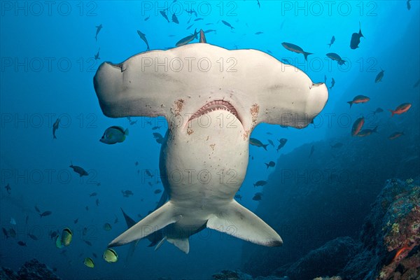 Bogenstirn-Hammerhai (Sphyrna lewini), Cocos Island, Costa Rica | Scalloped hammerhead (Sphyrna lewini), Cocos Island, Costa Rica