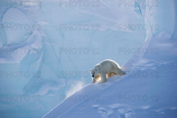 female polar bear slides down the snow and ice of an iceberg on Baffin Island, Northern Canada