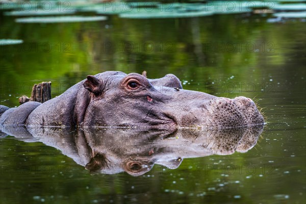 Hippopotamusin Kruger national park, South Africa ; Specie Hippopotamus amphibius family of Hippopotamidae