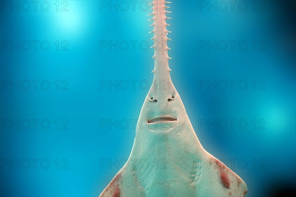 sawfish underwater close up detail of mouth and saw