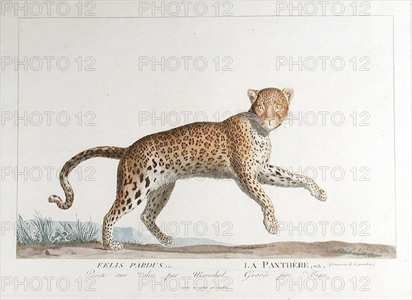 . English: 'Felis Pardus / La Parthère (Mâle)'. Plate by Simon Charles Miger after Nicolas Maréchal (1753-1803) from 'La Ménagerie du Muséum national d'histoire baturelle' by Bernard-Germain-Étienne de Lacépède, Georges Cuvier & Étienne Geoffroy Saint-Hilaire (1804). Ceština: Kresba levharta neboli panthera od Simona Charlese Migera z let 1800 nebo 1801 z díla 'La Ménagerie du Muséum national d'histoire baturelle'. between circa 1800 and circa 1801. Simon Charles Miger (1736-1828) 892 Miger - Felis Pardus