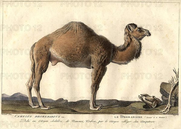 . 'Camelus Dromedarius / Le Dromadaire'. Plate by Simon Charles Miger after Nicolas Maréchal (1753-1803) from 'La Ménagerie du Muséum national d'histoire baturelle' by Bernard-Germain-Étienne de Lacépède, Georges Cuvier & Étienne Geoffroy Saint-Hilaire (1804). between circa 1800 and circa 1801. Simon Charles Miger (1736-1828) 892 Miger - Camelus Dromedarius