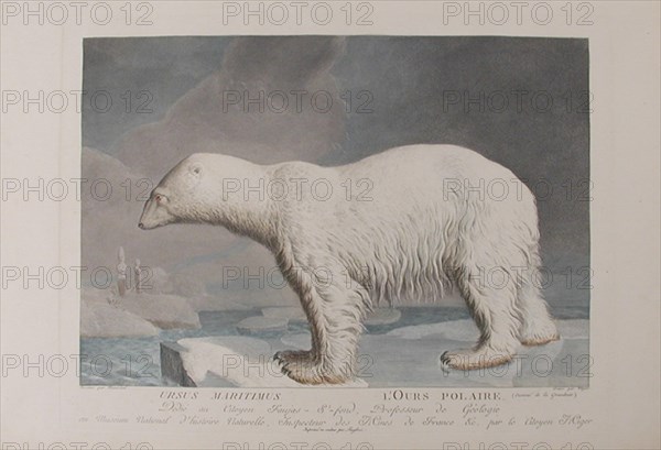 . 'Ursus Maritumus / L'Ours Polaire'. Plate by Simon Charles Miger after Nicolas Maréchal (1753-1803) from 'La Ménagerie du Muséum national d'histoire baturelle' by Bernard-Germain-Étienne de Lacépède, Georges Cuvier & Étienne Geoffroy Saint-Hilaire (1804). between circa 1800 and circa 1801. Simon Charles Miger (1736-1828) 892 Miger - Ours polaire