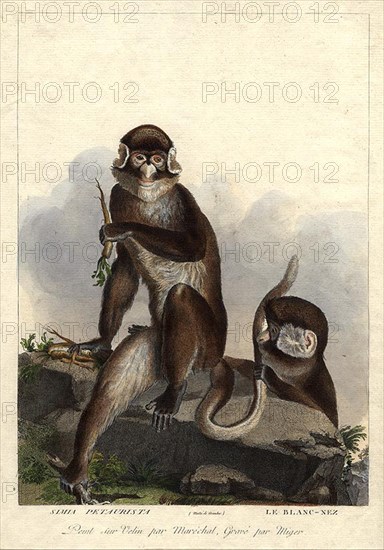 . 'Simia Petaurista / Le Blanc-Nez'. (Cercopithecus petaurista / Hocheur blanc nez du Bénin.) Plate by Simon Charles Miger after Nicolas Maréchal (1753-1803) from 'La Ménagerie du Muséum national d'histoire baturelle' by Bernard-Germain-Étienne de Lacépède, Georges Cuvier & Étienne Geoffroy Saint-Hilaire (1804). between circa 1800 and circa 1801. Simon Charles Miger (1736-1828) 892 Miger - Simia Petaurista