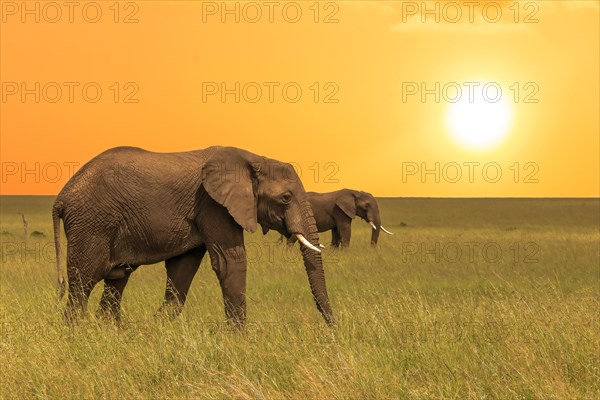 African elefants (Loxodonta africana) in savanah at sunset. Ngorongoro Conservation Area.Tanzania