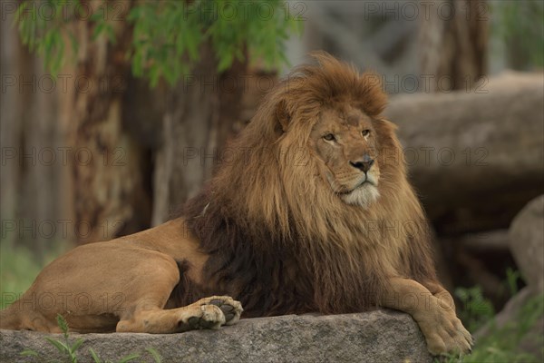 Barbary lion with beautiful mane