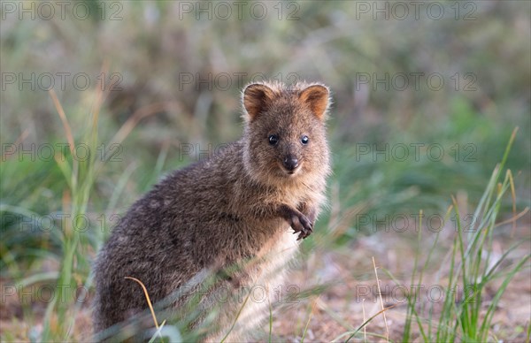 Quokka (Setonix brachyurus) in the wild, Rottnest Island, Western Australia