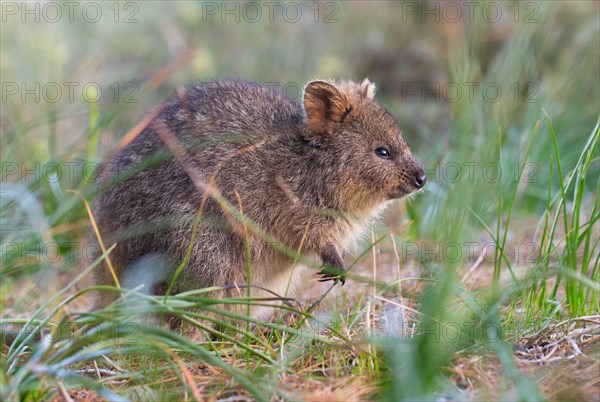 Quokka (Setonix brachyurus) in the wild, Rottnest Island, Western Australia