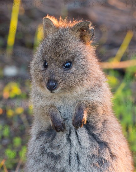 Quokka (Setonix brachyurus) in the wild, Rottnest Island, Western Australia