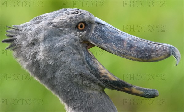 Portrait of a  Shoebill (Balaeniceps rex)  in  Mabamba Swamp,. Mabamba Bay Wetlands,  Wakiso District, Uganda.