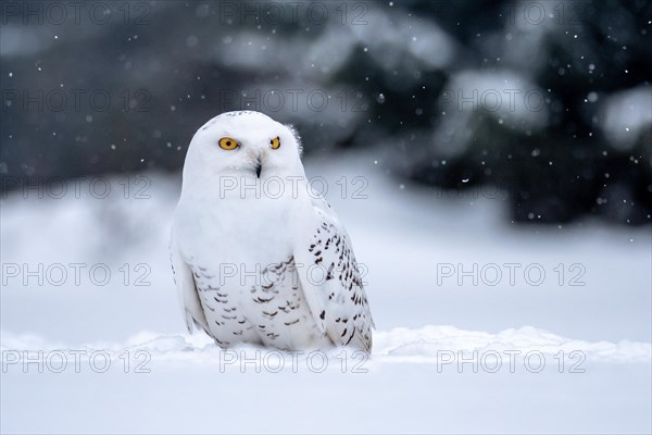 Snowy owl. (Bubo scandiacus).  Snowy owls are native to Arctic regions in North America and Eurasia.