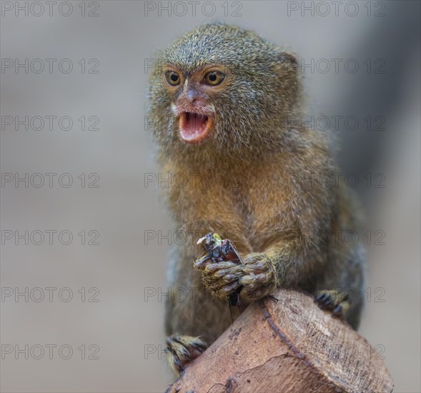 Close up of a Pygmy Marmoset (Cebuella pygmaea)