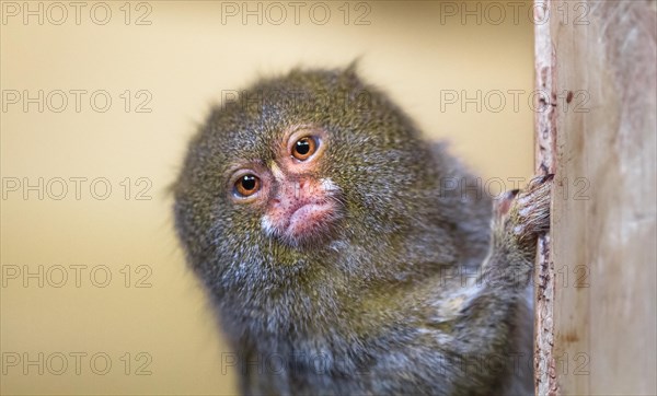 A pygmy marmoset (Cebuella pygmaea) clings to a wooden post.