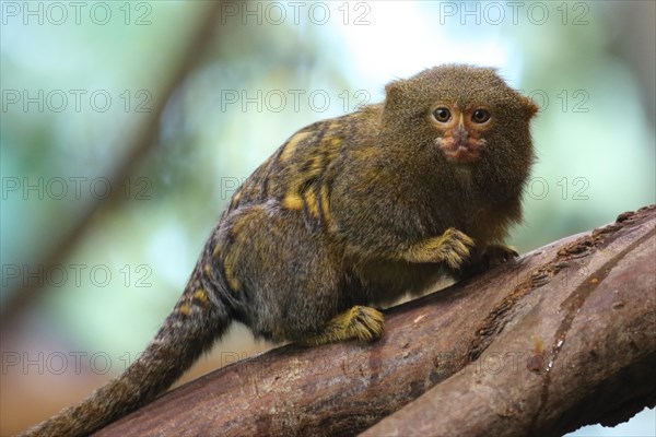 Zwergseidenaffe / Pygmy Marmoset / Cebuella pygmaea - Callithrix pygmaea