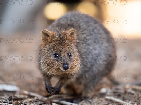 Quokka on Rottnest Island