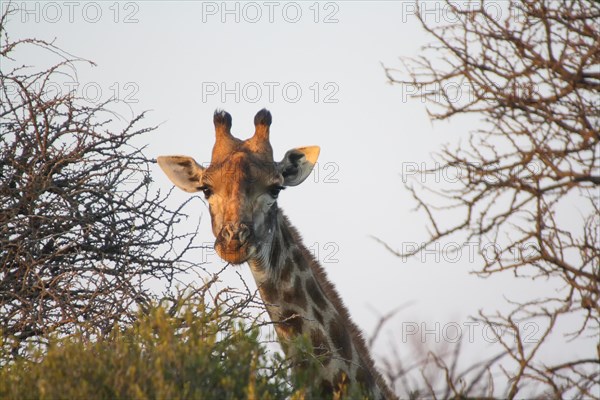 South African Giraffe (Giraffa camelopardalis giraffa)