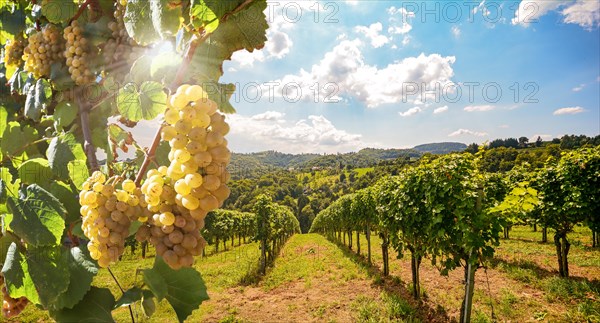 Vineyard with white wine grapes in late summer before harvest near a winery