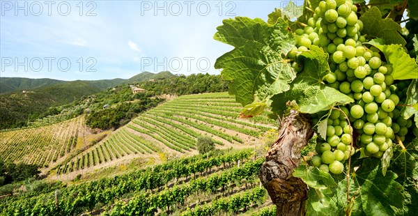 Grapevine with white wine in vineyard at a winery in Tuscany region near Florence, Italy Europe