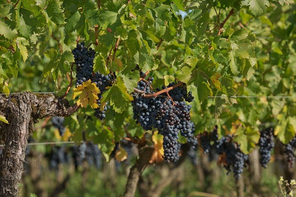 Grapes in the vineyard in the south of France in the Provence.