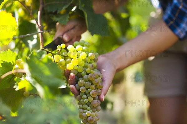 Grapes harvest. Farmer with freshly harvested grapes.